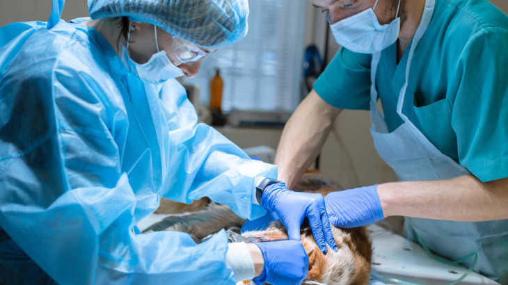 Bachelor of Veterinary 